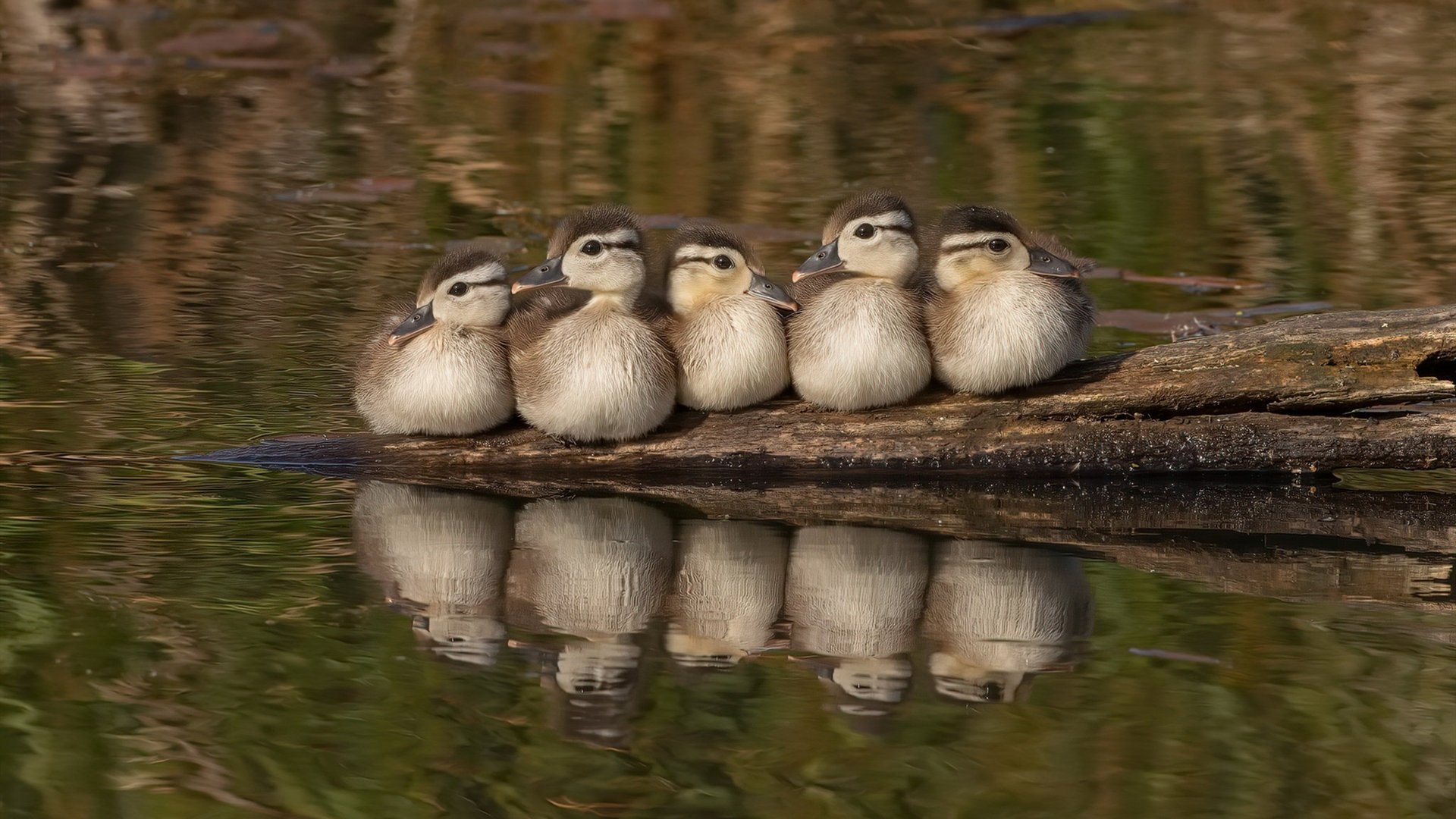 乐鱼体育在线入口-中国三人篮球男队强化快节奏跑动效率,三人篮球 中国 乐鱼体育在线入口-中国三人篮球男队强化快节奏跑动效率,三人篮球 中国