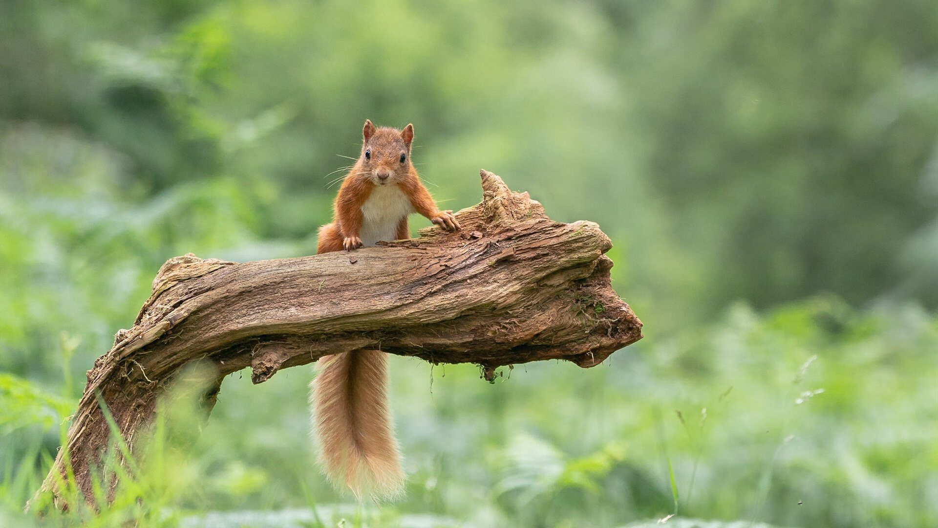 乐鱼体育官网下载-五大联赛是否提倡多节奏训练适配不同类型对手，五大联赛激烈程度
